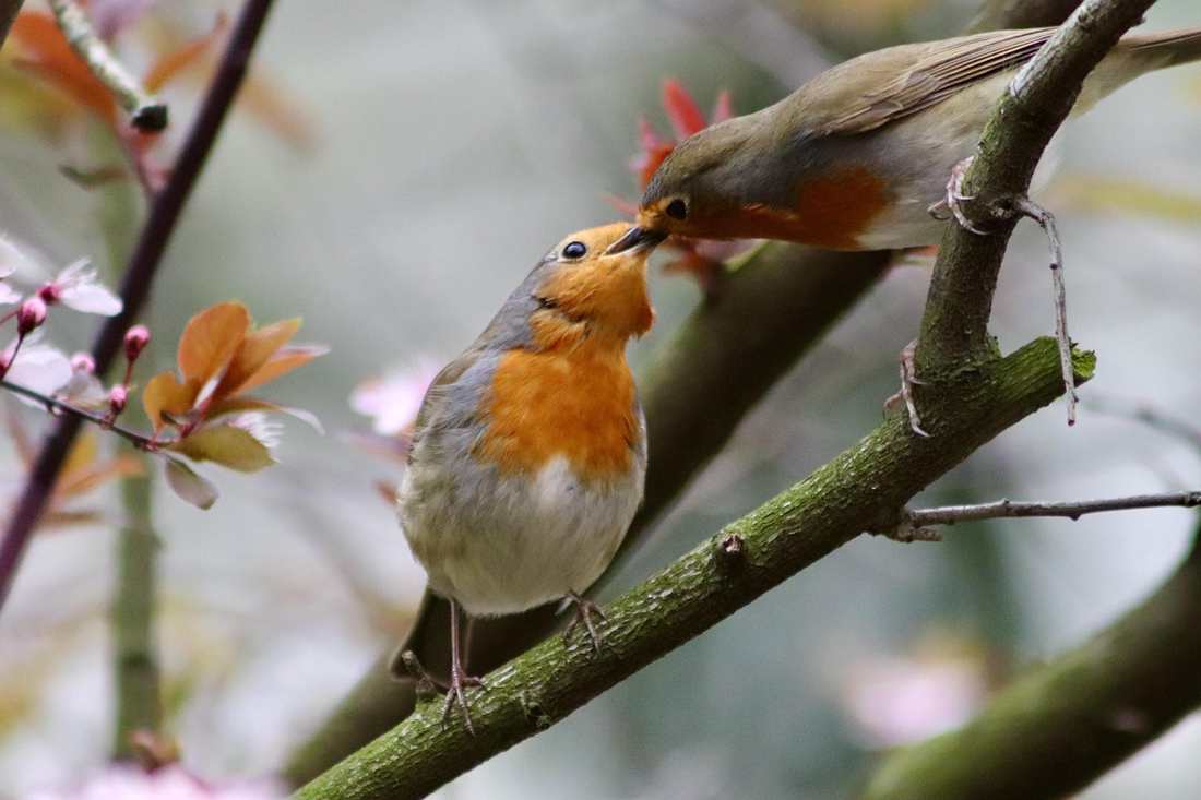 Telefone da Crefisa em Bezerra